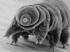 Хто переживе кінець світу: вчені назвали найстійкішу істоту організм на планеті Хто-переживе-кінець-світу:-вчені-назвали-найстійкішу-істоту-організм-на планеті