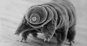 Хто переживе кінець світу: вчені назвали найстійкішу істоту організм на планеті Хто-переживе-кінець-світу:-вчені-назвали-найстійкішу-істоту-організм-на планеті