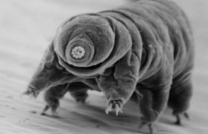 Хто переживе кінець світу: вчені назвали найстійкішу істоту організм на планеті Хто-переживе-кінець-світу:-вчені-назвали-найстійкішу-істоту-організм-на планеті