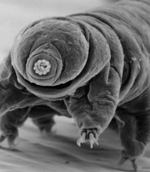 Хто-переживе-кінець-світу:-вчені-назвали-найстійкішу-істоту-організм-на планеті