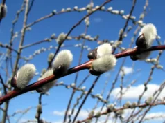 Теплий понеділок та подальше похолодання: прогноз погоди в Україні на 16 березня Теплий понеділок та подальше похолодання: прогноз погоди в Україні на 16 березня