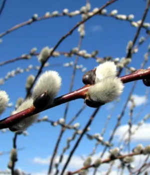 scaled_e1581766025976.webp Теплий понеділок та подальше похолодання: прогноз погоди в Україні на 16 березня