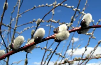 Теплий понеділок та подальше похолодання: прогноз погоди в Україні на 16 березня Теплий понеділок та подальше похолодання: прогноз погоди в Україні на 16 березня