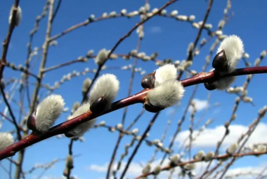 Теплий понеділок та подальше похолодання: прогноз погоди в Україні на 16 березня Теплий понеділок та подальше похолодання: прогноз погоди в Україні на 16 березня