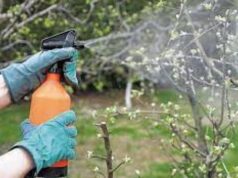 Чим і як обприскувати дерева навесні: основні поради Чим-і як обприскувати-дерева-навесні:-основні-поради
