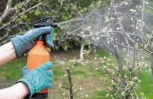 Чим і як обприскувати дерева навесні: основні поради Чим-і як обприскувати-дерева-навесні:-основні-поради
