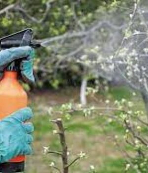 Чим-і як обприскувати-дерева-навесні:-основні-поради