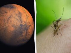 Життя на Марсі: на знімках NASA виявили сліди бджіл і рептилій Життя-на-Марсі:-на-знімках-nasa-виявили-сліди-бджіл-і-рептилій