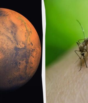 Життя-на-Марсі:-на-знімках-nasa-виявили-сліди-бджіл-і-рептилій
