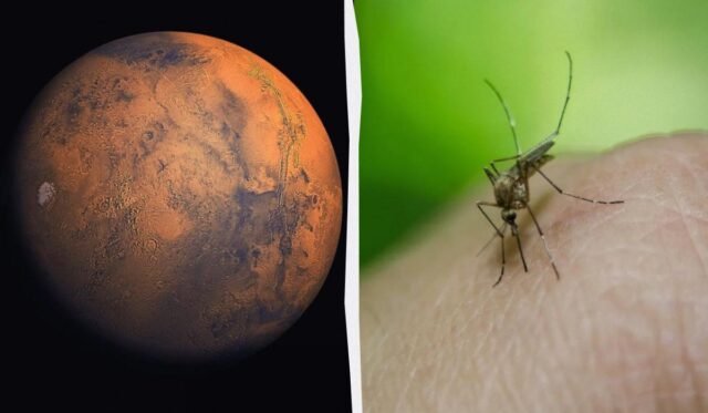 Життя на Марсі: на знімках NASA виявили сліди бджіл і рептилій Життя-на-Марсі:-на-знімках-nasa-виявили-сліди-бджіл-і-рептилій