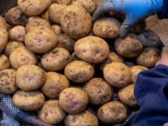Скільки коштує картопля на ринку у Луцьку: огляд цін Скільки-коштує-картопля-на-ринку-у-Луцьку:-огляд-цін
