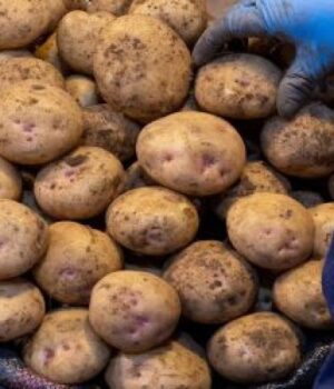 Скільки-коштує-картопля-на-ринку-у-Луцьку:-огляд-цін Скільки-коштує-картопля-на-ринку-у-Луцьку:-огляд-цін