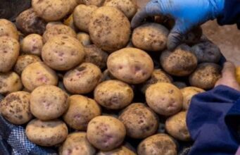 Скільки коштує картопля на ринку у Луцьку: огляд цін Скільки-коштує-картопля-на-ринку-у-Луцьку:-огляд-цін