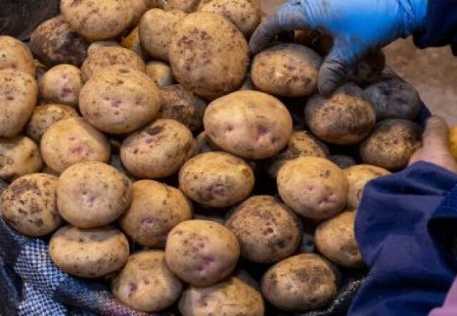 Скільки коштує картопля на ринку у Луцьку: огляд цін Скільки-коштує-картопля-на-ринку-у-Луцьку:-огляд-цін