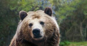 Як ведмеді зберігають здоров’я і силу після місяців сплячки: вчені знайшли відповідь Як-ведмеді-зберігають-здоров’я-і-силу-після-місяців-сплячки:-вчені-знайшли-відповідь