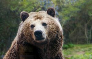 Як ведмеді зберігають здоров’я і силу після місяців сплячки: вчені знайшли відповідь Як-ведмеді-зберігають-здоров’я-і-силу-після-місяців-сплячки:-вчені-знайшли-відповідь