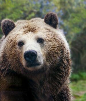 Як-ведмеді-зберігають-здоров’я-і-силу-після-місяців-сплячки:-вчені-знайшли-відповідь