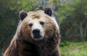 Як ведмеді зберігають здоров’я і силу після місяців сплячки: вчені знайшли відповідь Як-ведмеді-зберігають-здоров’я-і-силу-після-місяців-сплячки:-вчені-знайшли-відповідь