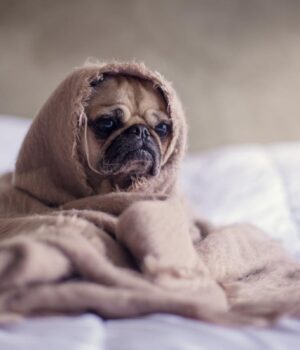 17-березня-в-Україні-похолоднішає-до-+4°:-де-температура-знизиться-найбільше 17-березня-в-Україні-похолоднішає-до-+4°:-де-температура-знизиться-найбільше