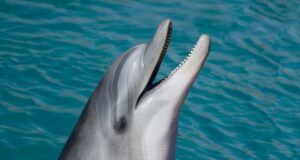 Про що “співали” кити у 1940-х роках: учені знайшли унікальний запис Про-що-“співали”-кити-у-1940-х-роках:-учені-знайшли-унікальний-запис