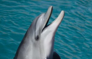 Про що “співали” кити у 1940-х роках: учені знайшли унікальний запис Про-що-“співали”-кити-у-1940-х-роках:-учені-знайшли-унікальний-запис