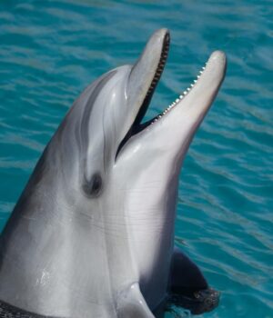 Про-що-“співали”-кити-у-1940-х-роках:-учені-знайшли-унікальний-запис