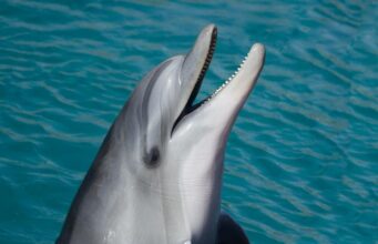 Про що “співали” кити у 1940-х роках: учені знайшли унікальний запис Про-що-“співали”-кити-у-1940-х-роках:-учені-знайшли-унікальний-запис