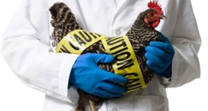 Захист свійської птиці від грипу: важливі рекомендації Грип-птиці:-як-уберегти-свійських-птахів-від-захворювання