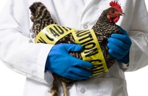 Захист свійської птиці від грипу: важливі рекомендації Грип-птиці:-як-уберегти-свійських-птахів-від-захворювання