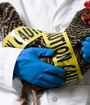 Грип-птиці:-як-уберегти-свійських-птахів-від-захворювання