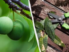 Навіть “стара” слива дасть багатий урожай: як її слід обрізати навесні Навіть-“стара”-слива-дасть-багатий-урожай:-як-її-слід-обрізати-навесні