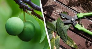 Навіть “стара” слива дасть багатий урожай: як її слід обрізати навесні Навіть-“стара”-слива-дасть-багатий-урожай:-як-її-слід-обрізати-навесні