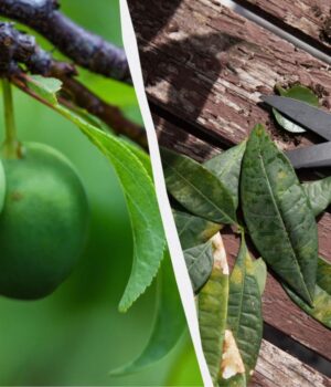 Навіть-“стара”-слива-дасть-багатий-урожай:-як-її-слід-обрізати-навесні