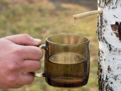 Просять до 80 грн за літр: на Волині зросли ціни на березовий сік Просять-до-80-грн-за-літр:-на-Волині-зросли-ціни-на-березовий-сік