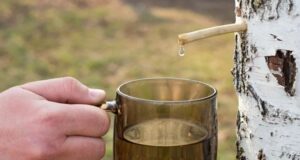 Просять до 80 грн за літр: на Волині зросли ціни на березовий сік Просять-до-80-грн-за-літр:-на-Волині-зросли-ціни-на-березовий-сік