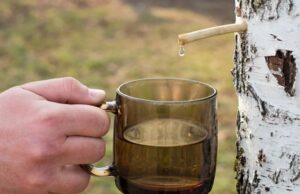 Просять до 80 грн за літр: на Волині зросли ціни на березовий сік Просять-до-80-грн-за-літр:-на-Волині-зросли-ціни-на-березовий-сік