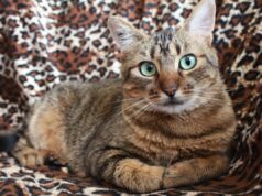 Чи муркотять коти, коли відчувають біль: ветеринари поділилися несподіваним висновком Чи-муркотять-коти,-коли-відчувають-біль:-ветеринари-поділилися-несподіваним-висновком