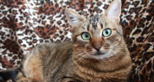 Чи муркотять коти, коли відчувають біль: ветеринари поділилися несподіваним висновком Чи-муркотять-коти,-коли-відчувають-біль:-ветеринари-поділилися-несподіваним-висновком