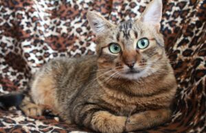 Чи муркотять коти, коли відчувають біль: ветеринари поділилися несподіваним висновком Чи-муркотять-коти,-коли-відчувають-біль:-ветеринари-поділилися-несподіваним-висновком