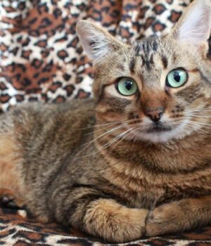 Чи-муркотять-коти,-коли-відчувають-біль:-ветеринари-поділилися-несподіваним-висновком