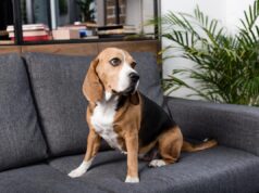 Як навчити собаку лишатися дома наодинці: кінолог дав пораду, як побороти тривогу розлуки Як-навчити-собаку-лишатися-дома-наодинці:-кінолог-дав-пораду,-як-побороти-тривогу-розлуки