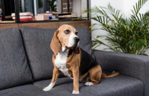 Як навчити собаку лишатися дома наодинці: кінолог дав пораду, як побороти тривогу розлуки Як-навчити-собаку-лишатися-дома-наодинці:-кінолог-дав-пораду,-як-побороти-тривогу-розлуки