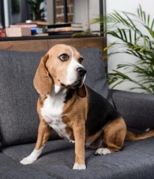 Як-навчити-собаку-лишатися-дома-наодинці:-кінолог-дав-пораду,-як-побороти-тривогу-розлуки