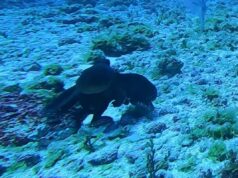 Розлючений восьминіг відлупцював велику рибу в Тихому океані: рідкісні кадри Розлючений-восьминіг-відлупцював-велику-рибу-в-Тихому-океані:-рідкісні-кадри