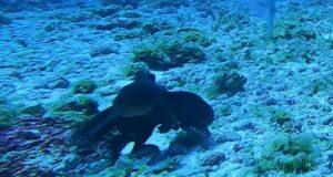 Розлючений восьминіг відлупцював велику рибу в Тихому океані: рідкісні кадри Розлючений-восьминіг-відлупцював-велику-рибу-в-Тихому-океані:-рідкісні-кадри