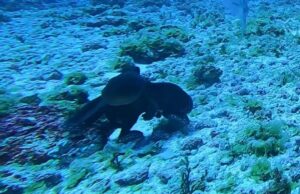 Розлючений восьминіг відлупцював велику рибу в Тихому океані: рідкісні кадри Розлючений-восьминіг-відлупцював-велику-рибу-в-Тихому-океані:-рідкісні-кадри