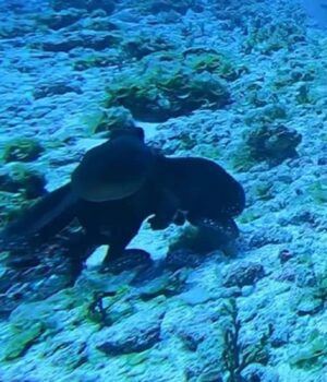 Розлючений-восьминіг-відлупцював-велику-рибу-в-Тихому-океані:-рідкісні-кадри