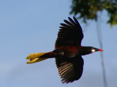 Будує міста-хмарочоси, повні затишних гамаків: що це за “модний” птах Будує-міста-хмарочоси,-повні-затишних-гамаків:-що-це-за-“модний”-птах