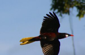 Будує міста-хмарочоси, повні затишних гамаків: що це за “модний” птах Будує-міста-хмарочоси,-повні-затишних-гамаків:-що-це-за-“модний”-птах