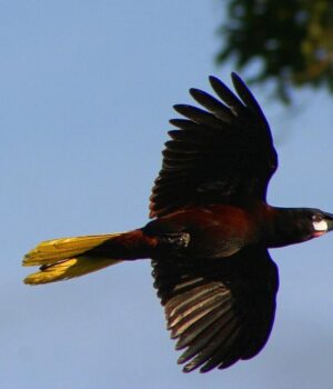 Будує-міста-хмарочоси,-повні-затишних-гамаків:-що-це-за-“модний”-птах